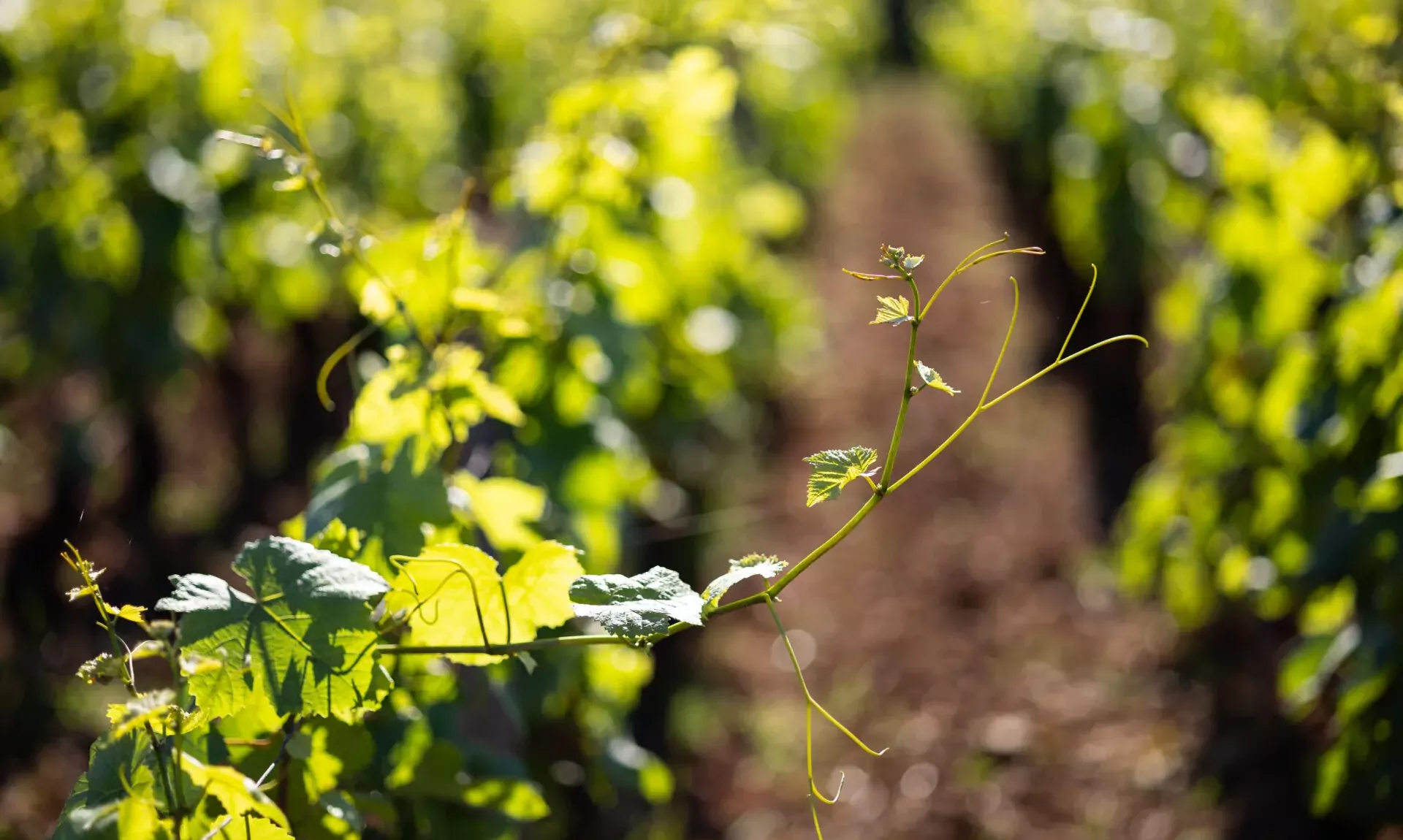 Grappes de pinot noir sur la vigne