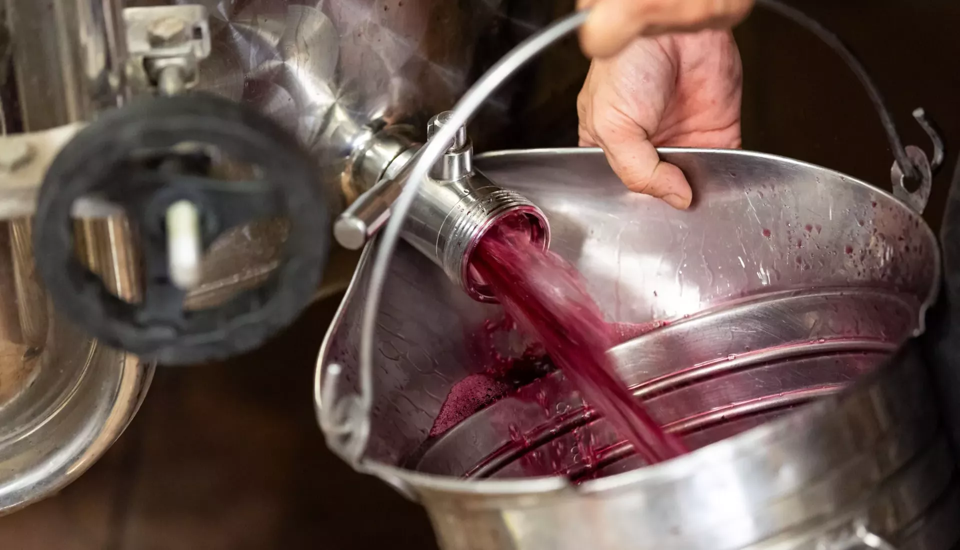 Mains cueillant une grappe de pinot noir pendant les vendanges