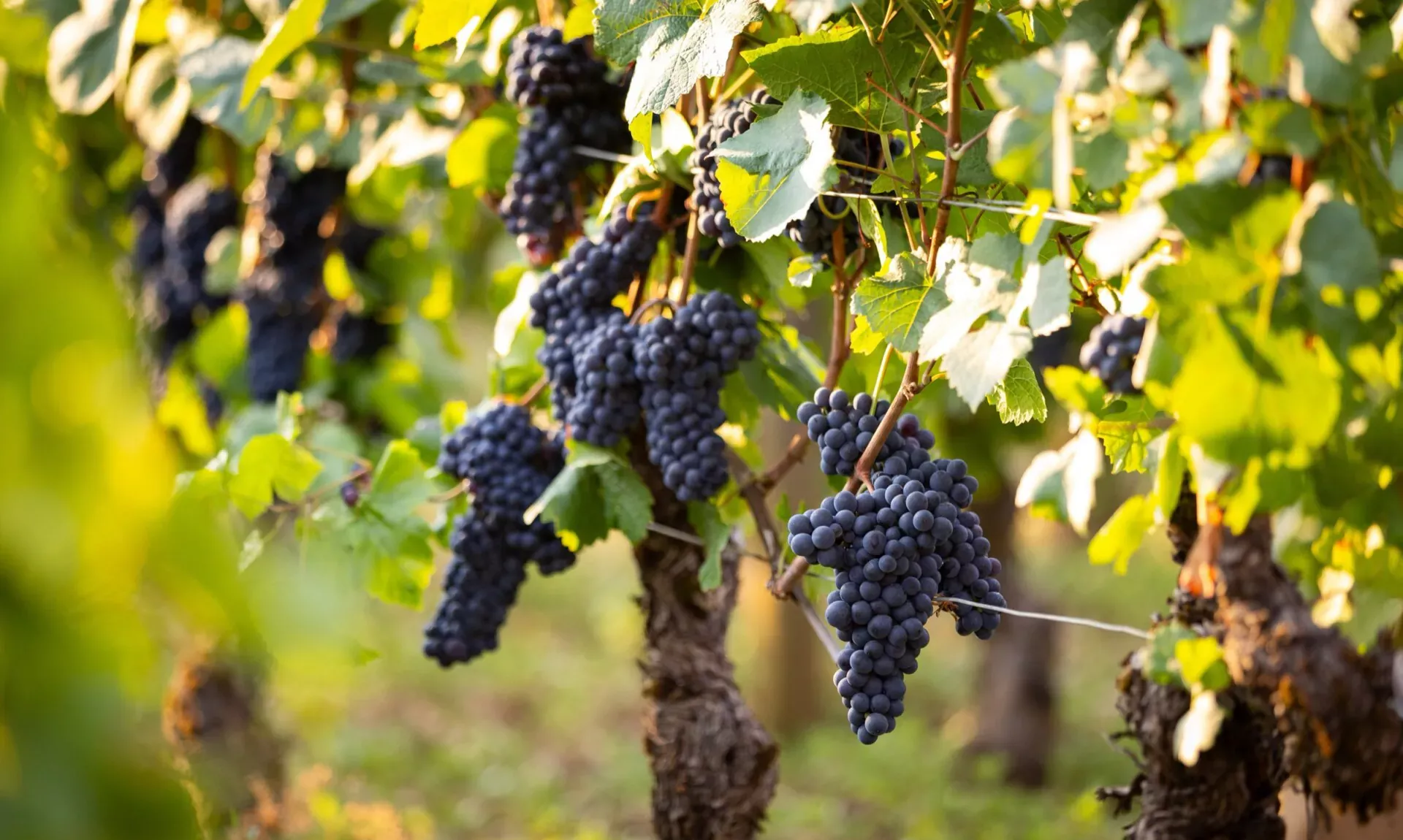 Grappes de pinot noir dans les vignes du domaine