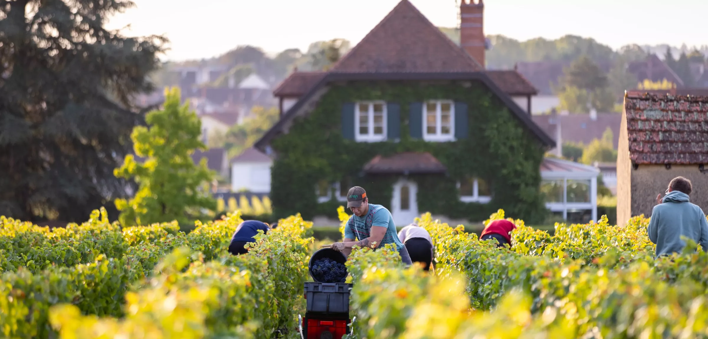 Vendangeurs dans les vignes, devant la maison du domaine à Nuits-Saint-Georges